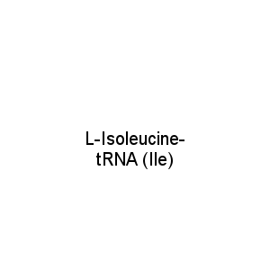 L-Isoleucine-tRNA (Ile)